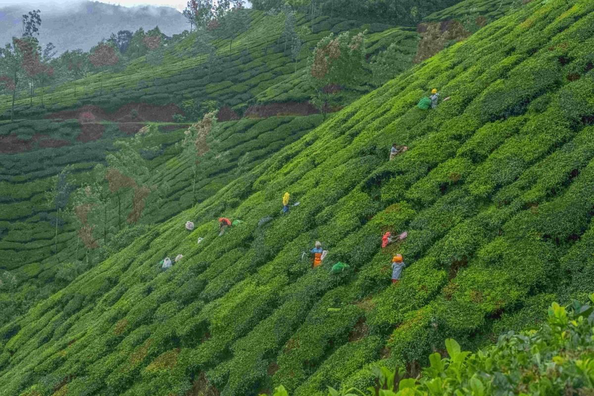 ⁠Complete Munnar Travel Guide